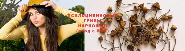 амф Майский